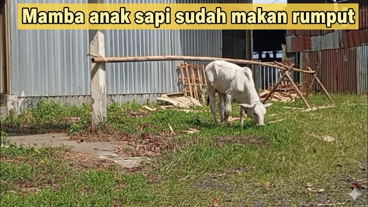 Kumpulan Dangdut Legendaris DJ Slow 2025