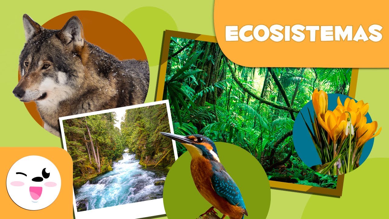 ¿Qué son los ecosistemas? - Tipos de ecosistemas para niños