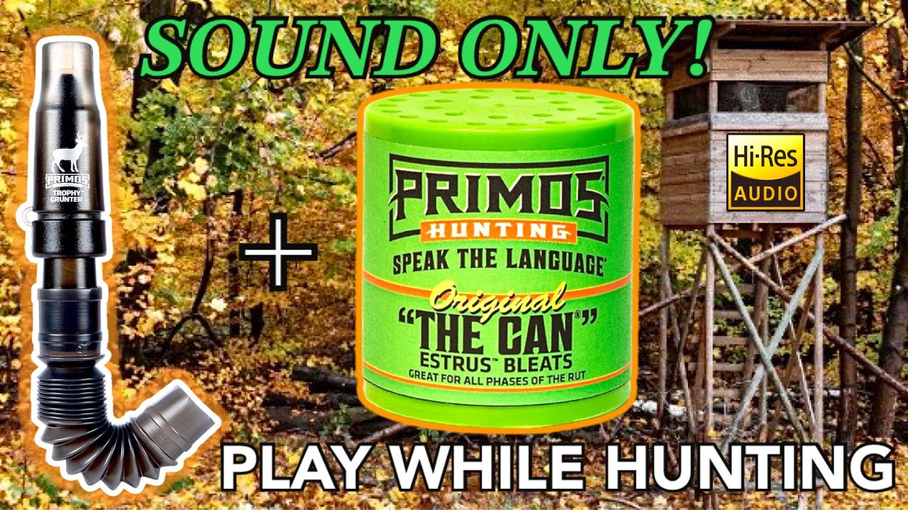 Sound Only: Buck Grunt + Doe Estrus Bleats (Play While Hunting)