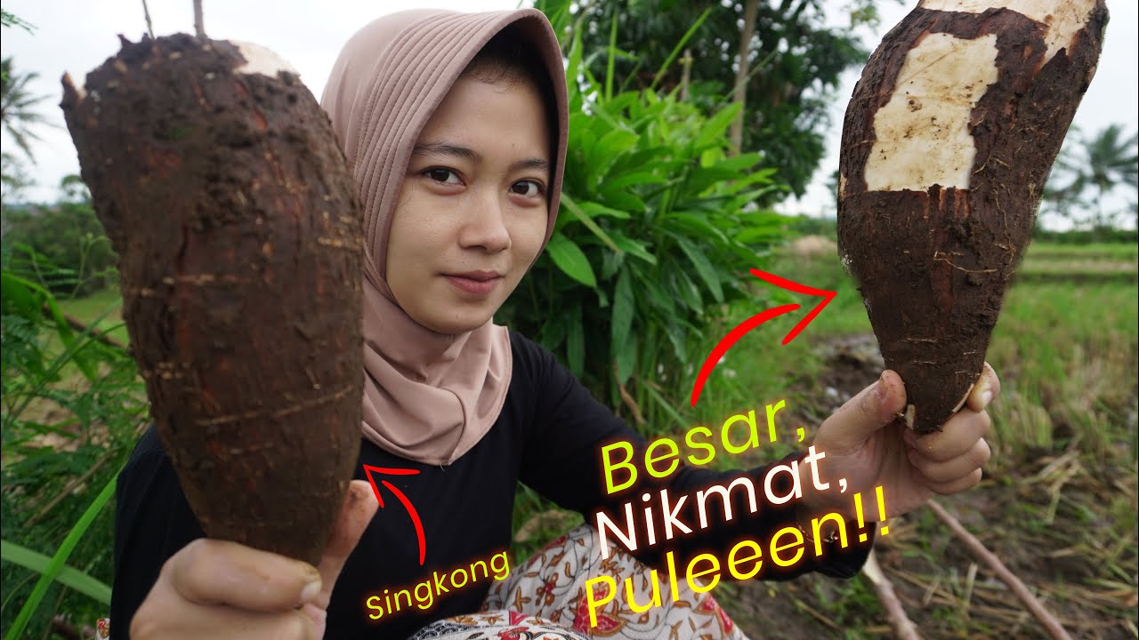 SINGKONG GORENG HASIL ALAM NIKMAT DIMAKAN BERSAMA PETANI,GADIS DESA | cassava from nature rural life