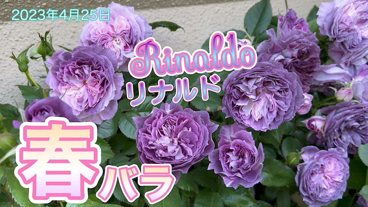 【春バラ】リナルド(河本バラ園)、ブルーフォーユー、レイニーブルー、ペネロペイア、シャルール等《ガーデニング》2023年#4K #HDR