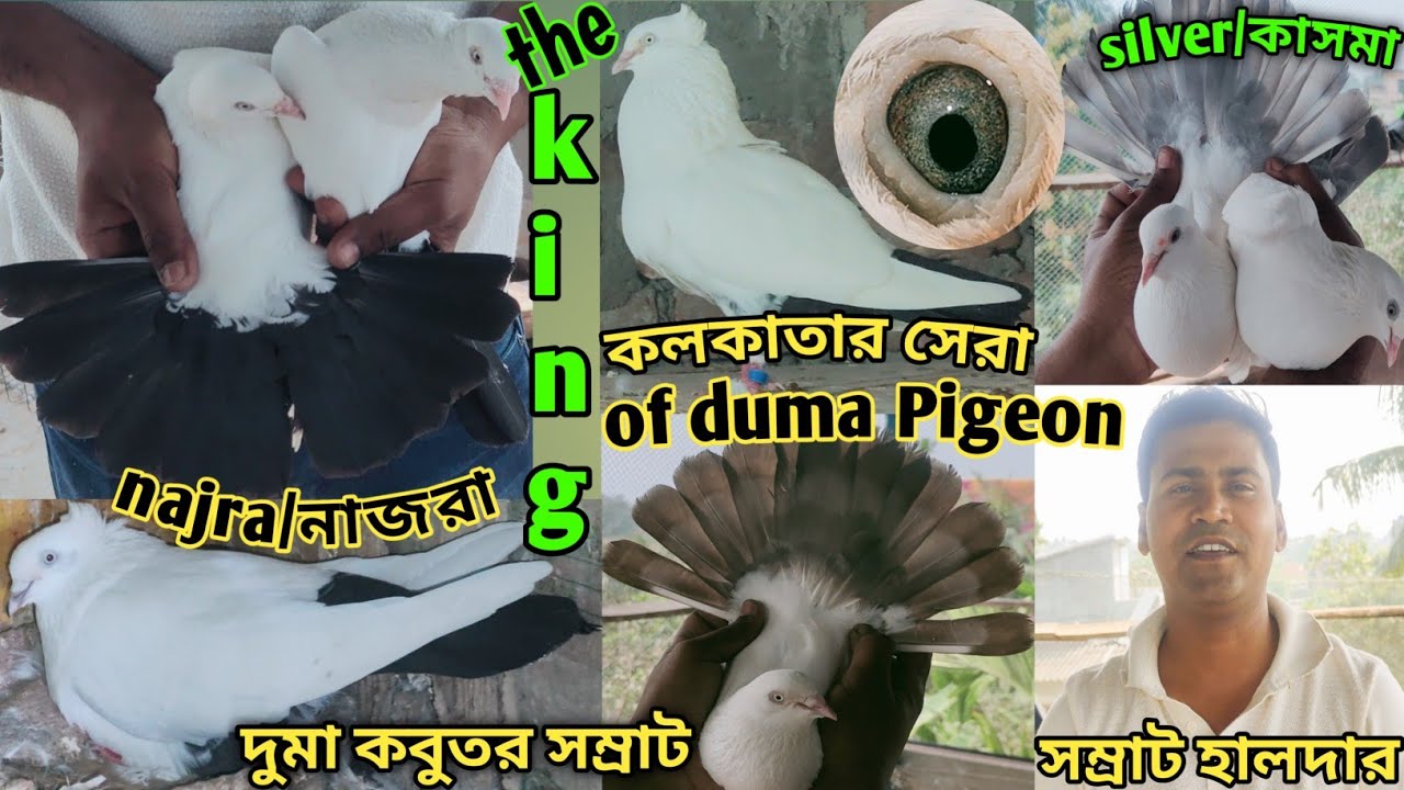 King of Duma Pigeons/Samrat Halder pigeon loft at Sonarpur/দুমা সম্রাট/সম্রাট দার কবুতর@The sky birds