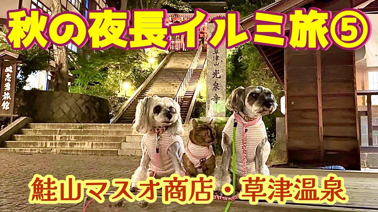 【夜遊びツアー/群馬県】犬と猫とわたしの車旅〜鮭山マス男商店とピアBandaiと草津温泉〜