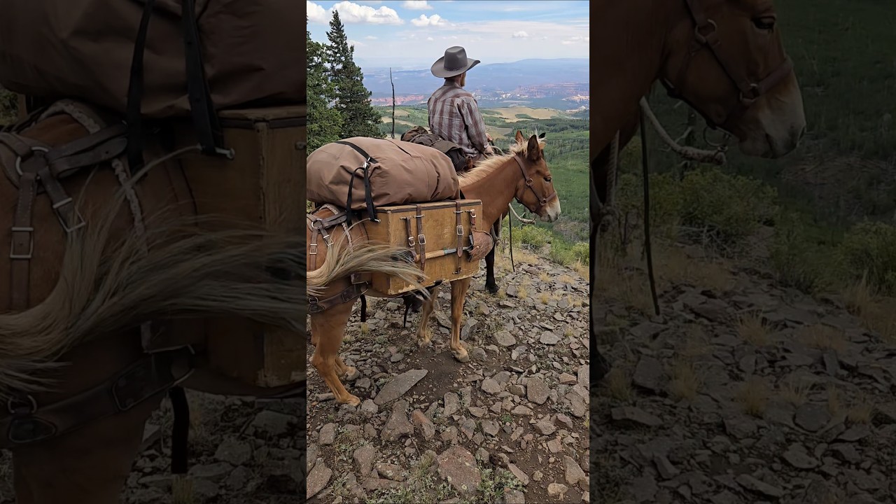 Miles of country#westernworks #packing #horses #mule #cowboy #mustanghorse