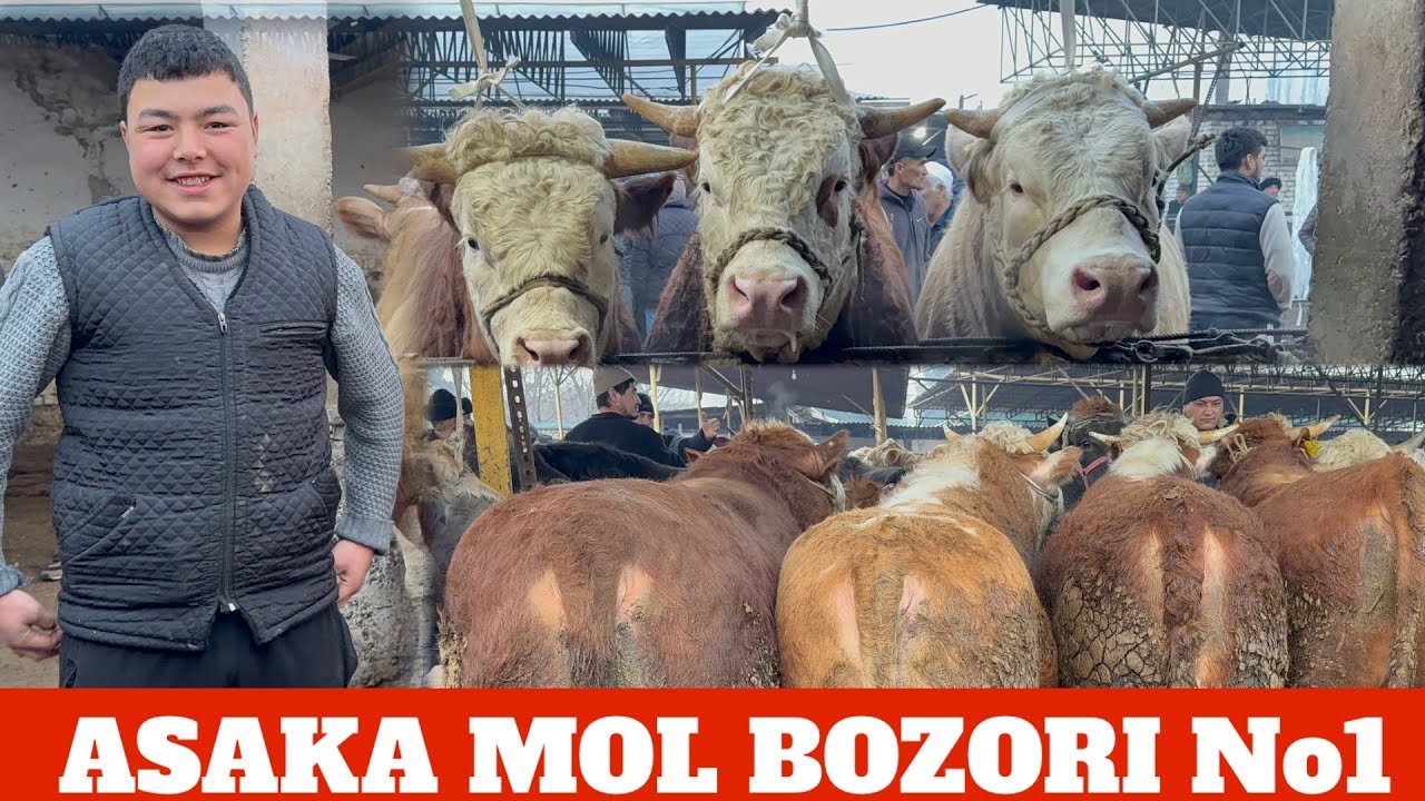ASAKA MOL BOZORI BUQA NARXLAR 19 февраля 2026 г.