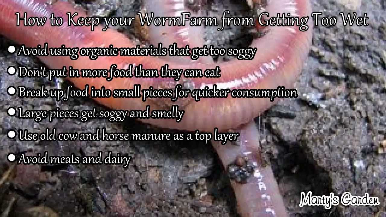 Why is My Wormfarm Wet and Smelly?