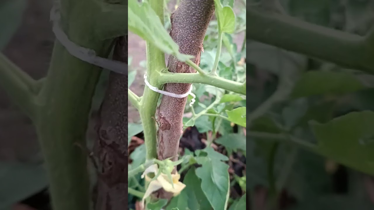 Como tener plantas de tomates más fuertes y resistentes