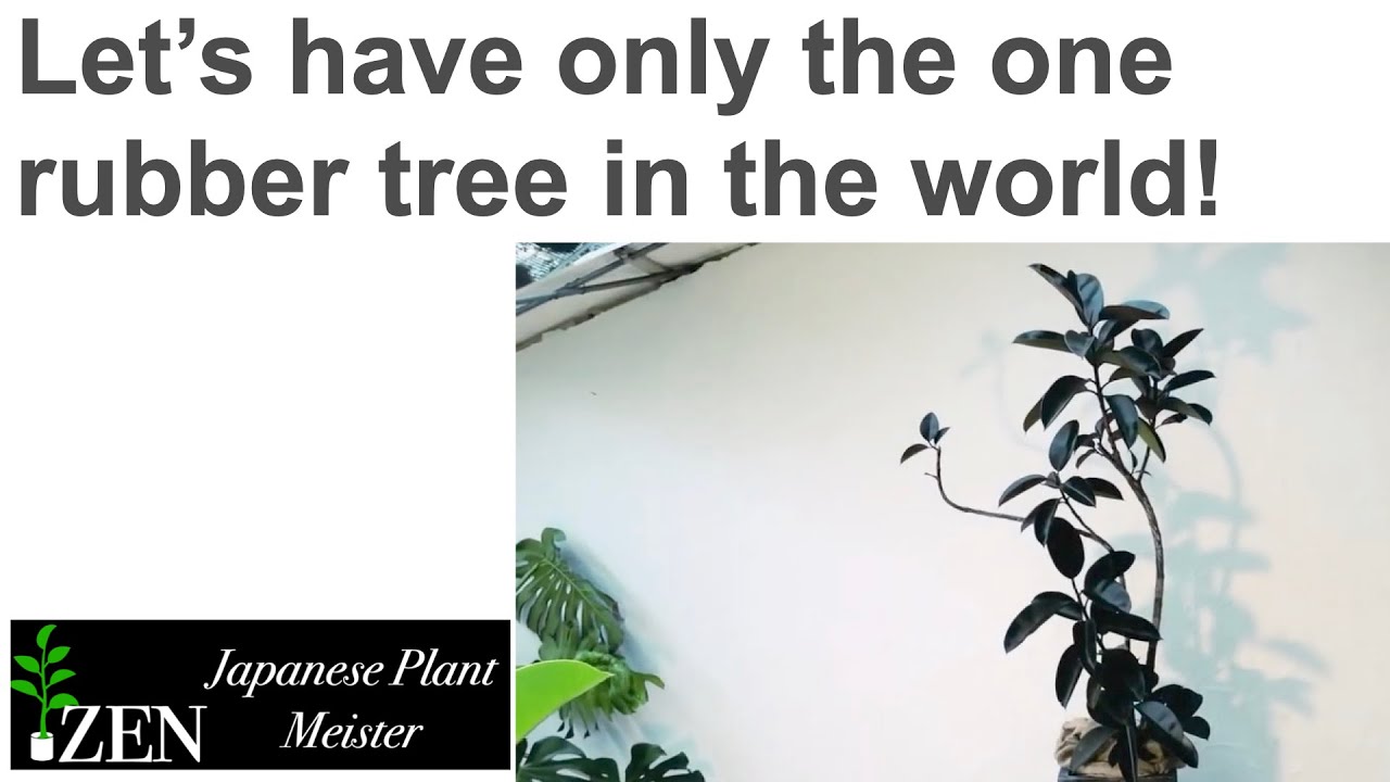 Let&rsquo;s have only the one rubber tree in the world!  by Japanese Plant Meister
