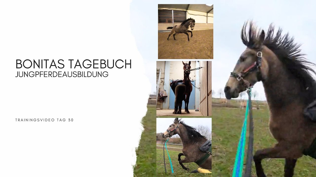 Bonitas Tagebuch - Jungpferdeausbildung Tag 30 (Letzter Tag der Freiarbeit)