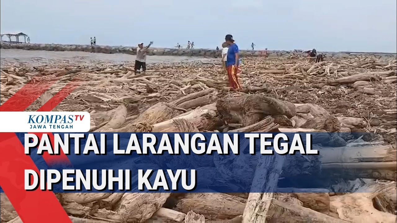 Pantai Larangan Tegal Dipenuhi Kayu