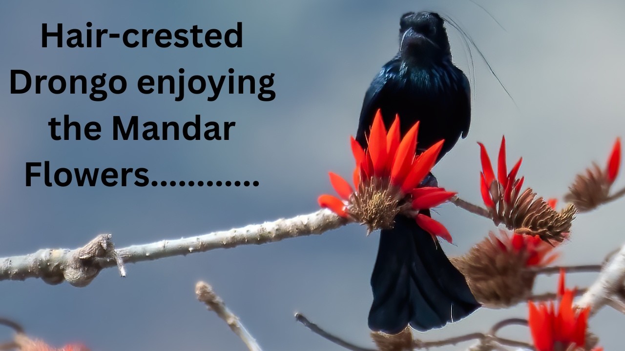 Hair-crested Drongo enjoying the Mandar Flowers.......