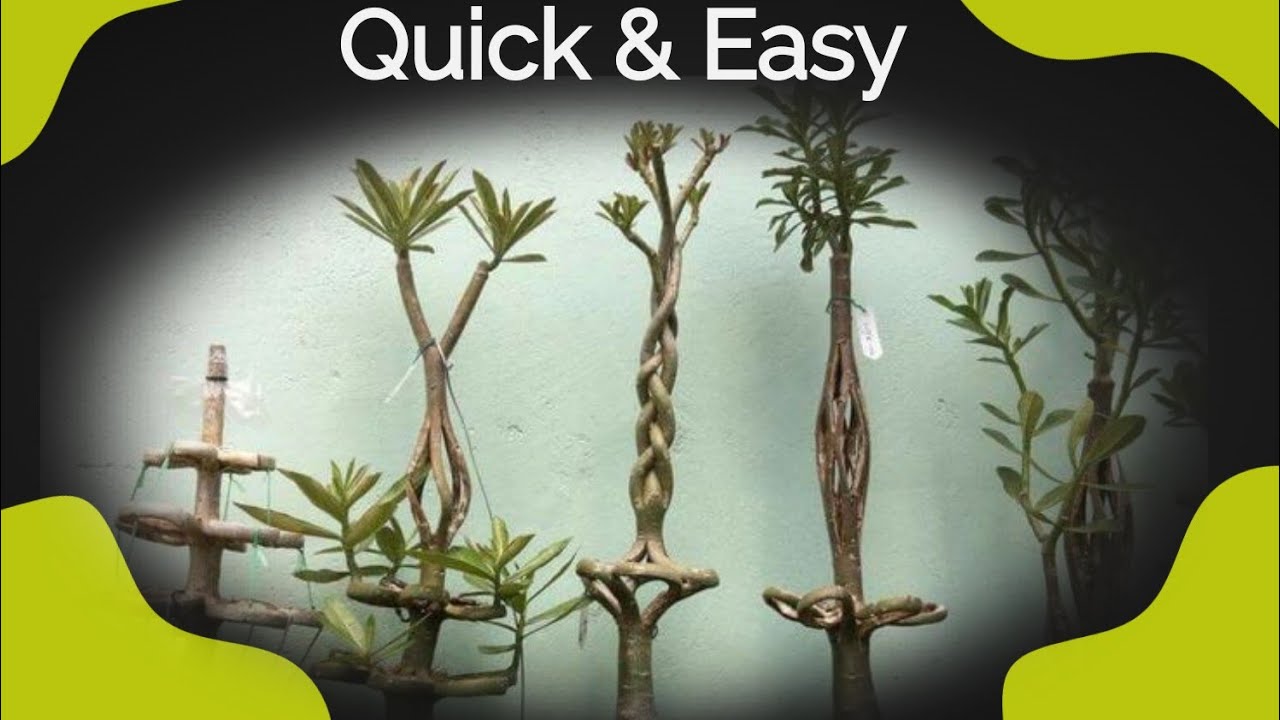 How to Shape Adenium Bonsai - The Ultimate Guide