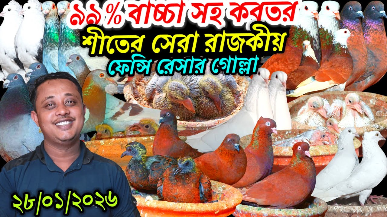 ৯৯% বাচ্চা সহ কবুতর শীতের সেরা রাজকীয় ফেন্সি রেসার গোল্লা গিরিবাজ সবচেয়ে কমদামে কবুতর কিনুন