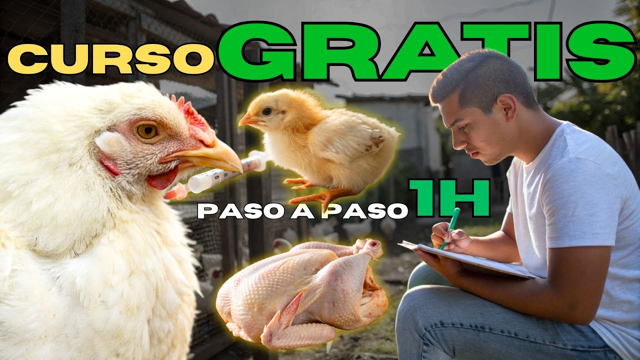 Curso GRATIS de Cría de Pollos de Engorde Completo: Aprende Fácil y en CASA