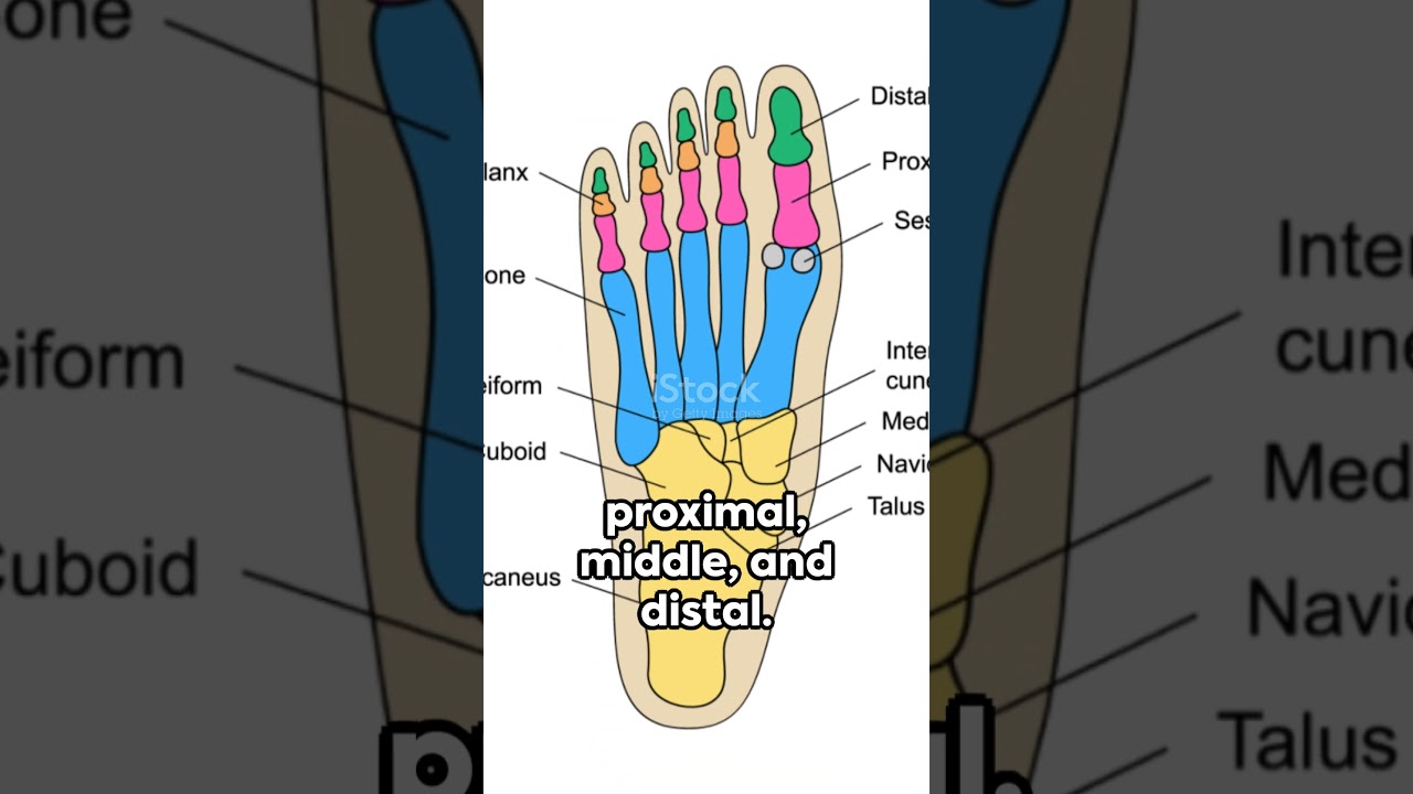 Phalanges Of The Foot