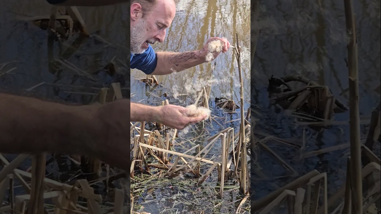 Seeding Bullrushes 
