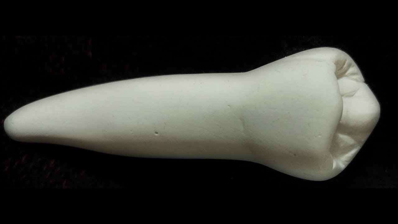 DENTAL ANATOMY-MANDIBULAR 1. PREMOLAR - ALT 1. KÜÇÜK AZI DİŞİ - CARVING 7