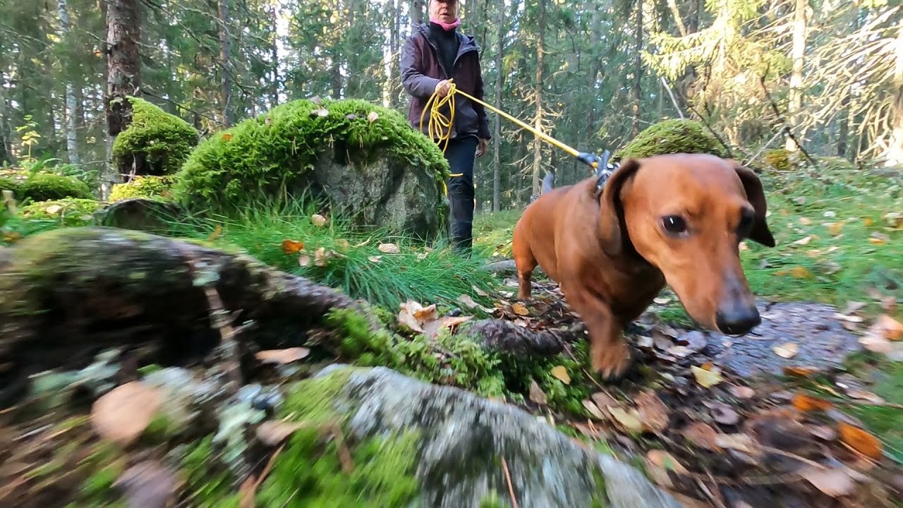 Harrasta koirasi kanssa!: Metsästyskoirien jäljestämiskoe