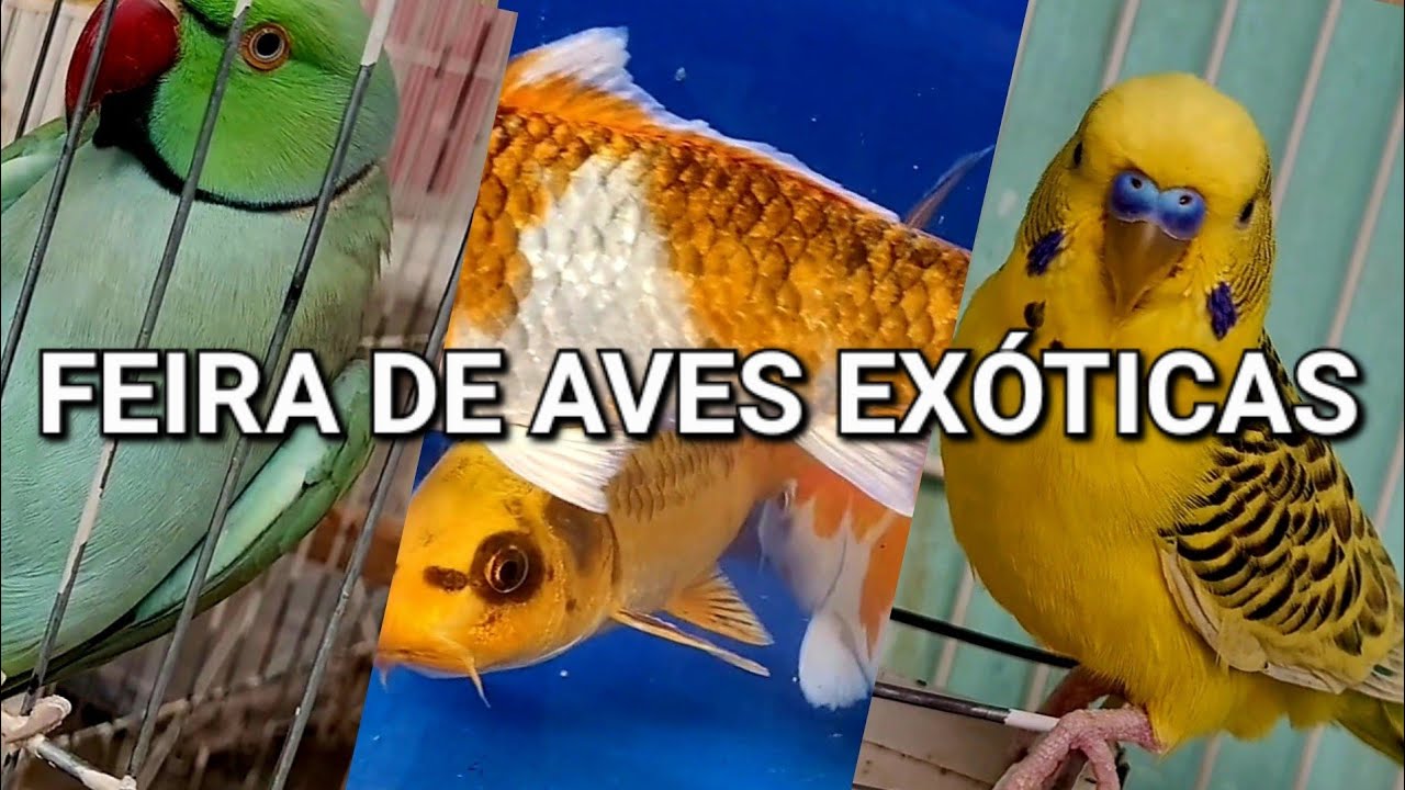 Feira de aves exóticas 