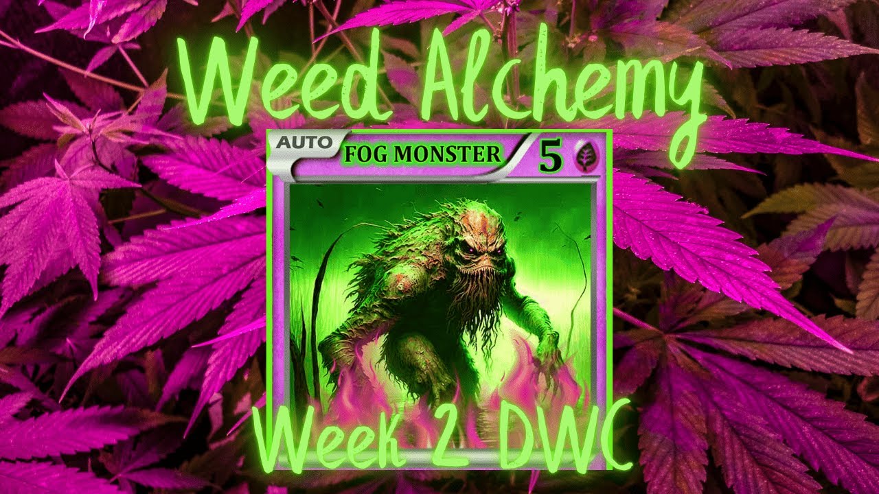 Fog Monster Auto - Bay Seeds -  Week 2 Update  (+18 Plus Only)
