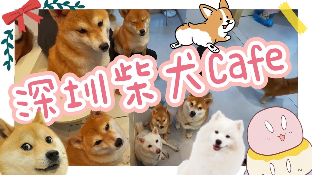 【深圳好去處】超多柴犬!!狗狗cafe｜人均消費78人仔?｜超多打卡點?｜深圳景點｜深圳好去處｜【黐住玩系列】