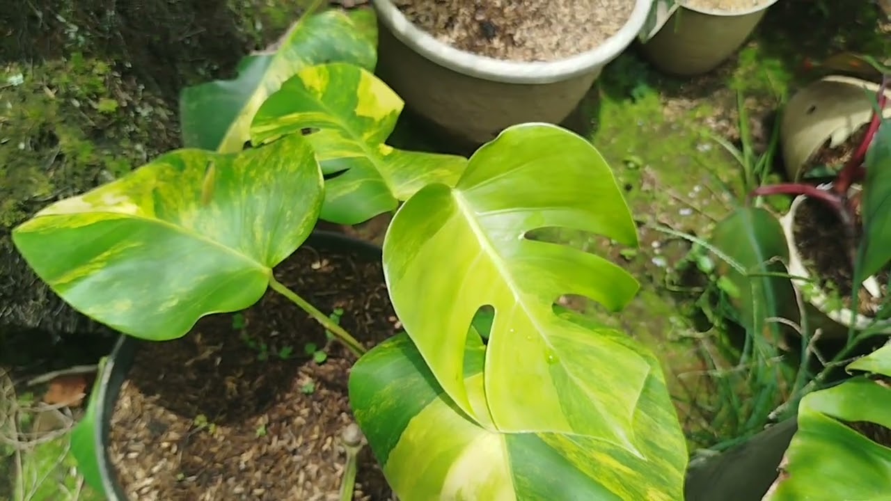 Monstera Marmorata. Info Pemesanan WhatsApp: 085379979899 