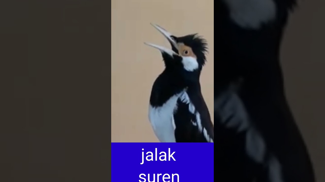 jalak suren gacor full isian mewah