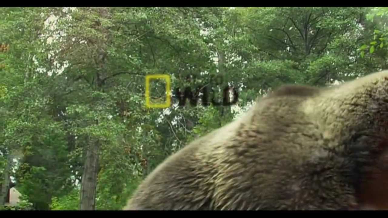 Nat Geo Wild HD Germany - Continuity in July 2012