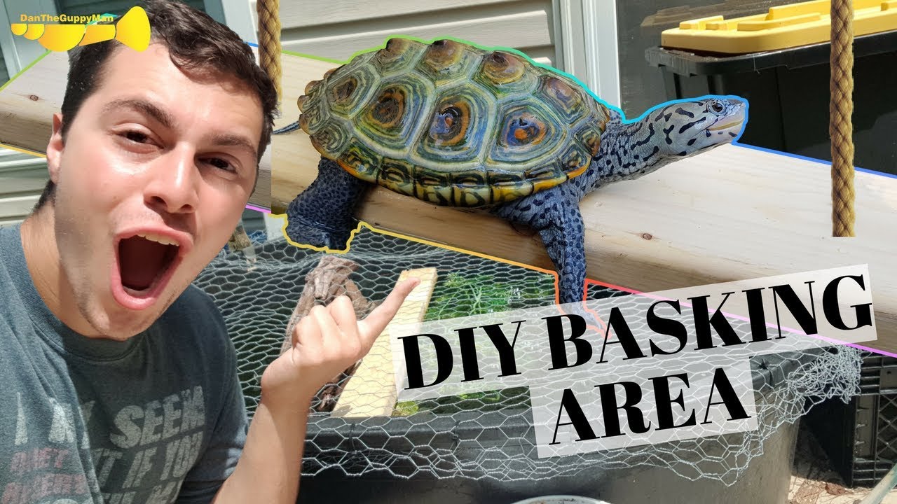 DIY Turtle Basking Platform For $2! | Turtle Basics