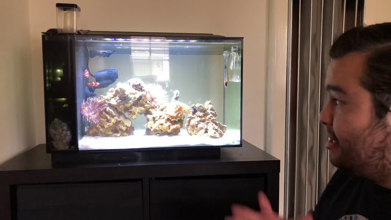 Fluval EVO 13.5 reef tank update. I&rsquo;m using Ruby Reef Rally.