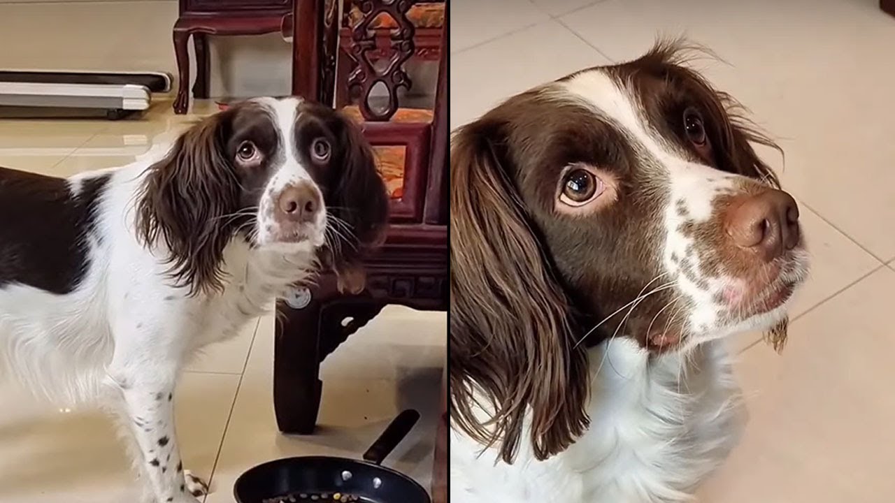 仔仔：什么我嘴歪了？这怎么办呀还有很多小母狗等着我呢，呜呜呜~#史賓格犬 #家有萌宠 #我家毛孩子 【靓仔日记】