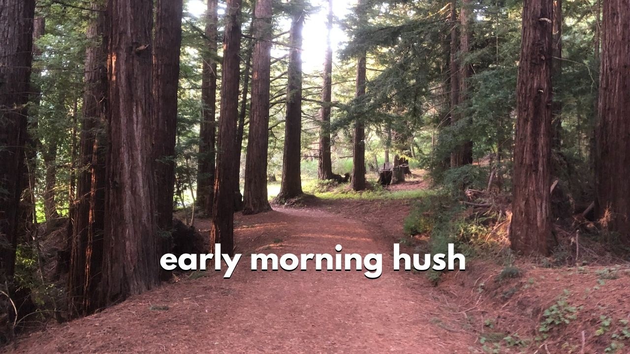 Early Morning Hush — Quiet Steps Through the Redwoods (ASMR)