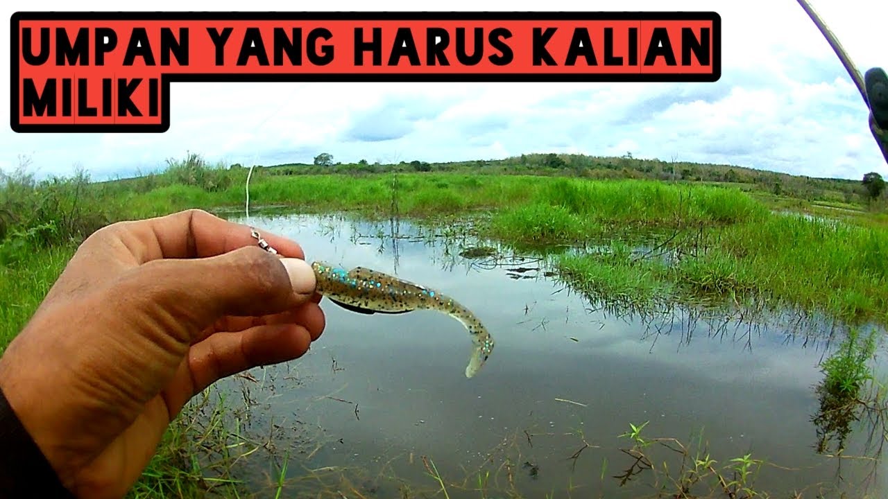 Umpan jitu soft lure untuk casting ikan gabus