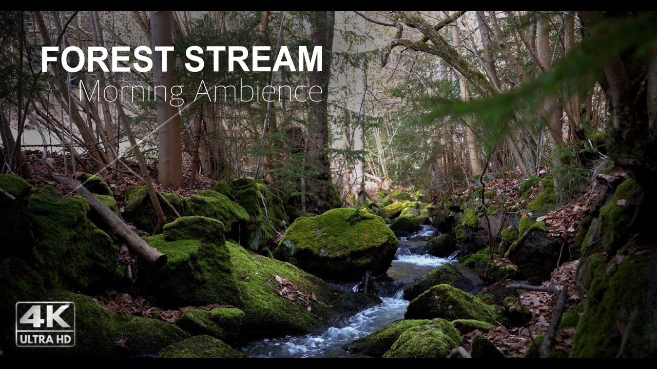 Forest Ambience, BirdsSinging, Water Sounds, ASMR
