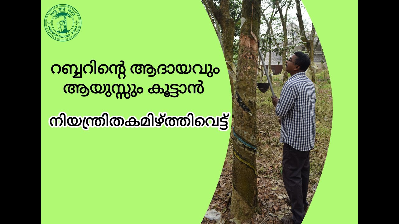 റബ്ബറിൻറെ ആദായവും ആയുസ്സും കൂട്ടാൻ നിയന്ത്രിതകമിഴ്ത്തിവെട്ട്     RUBBER - CONTROLLED UPWARD TAPPING