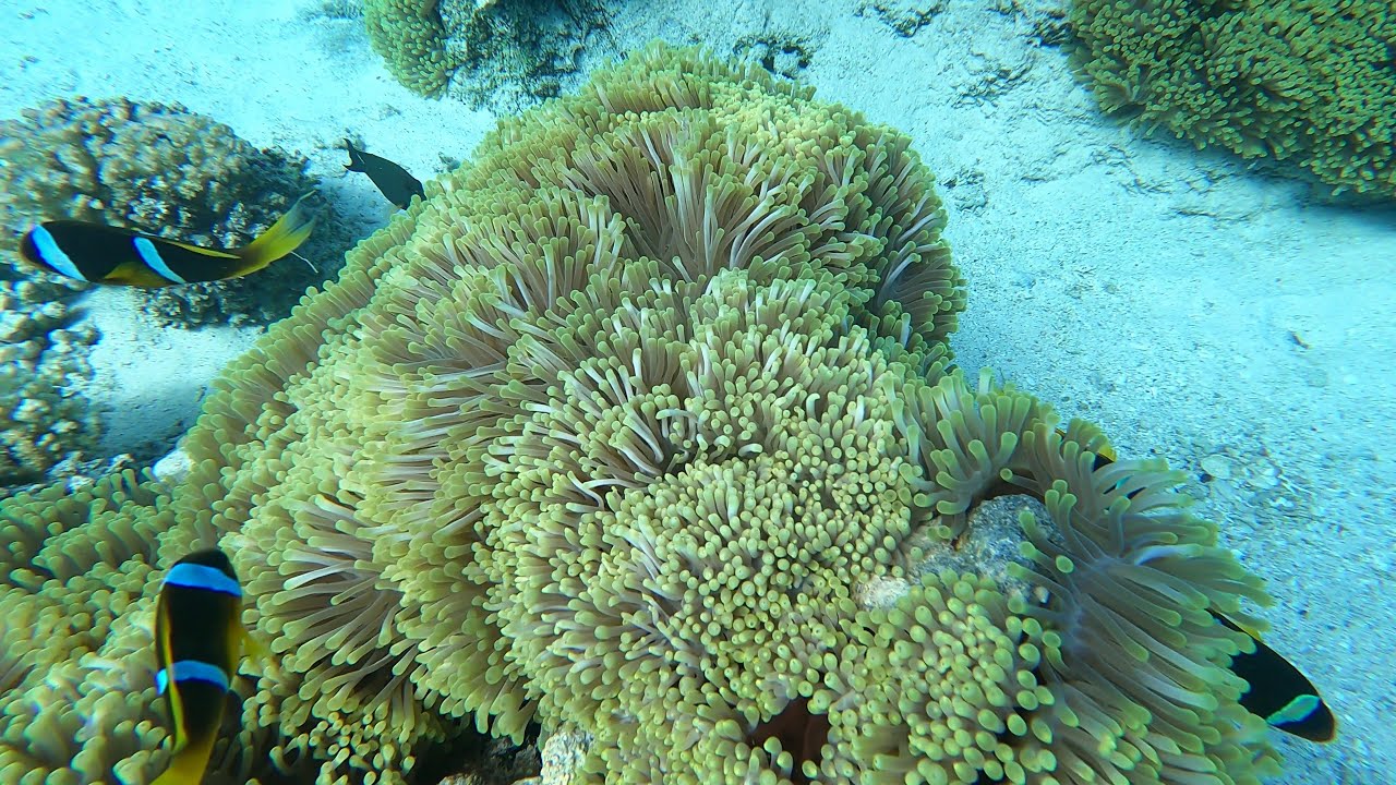 Dream Lagoon Hotel  Marsa Alam Snorkeling 2024
