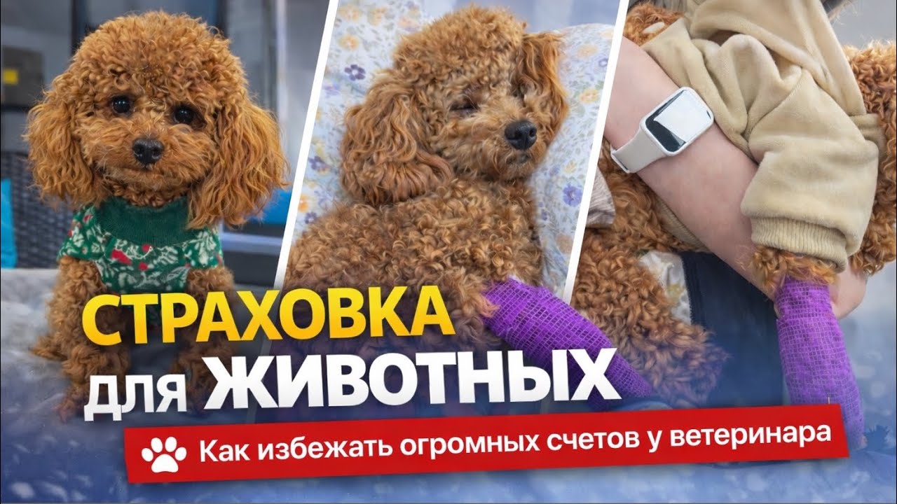 Страховка для животных. Как избежать огромных счетов у ветеринара в Европе 