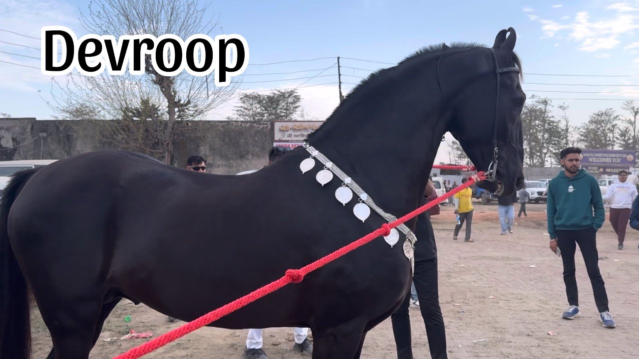 Stallion Devroop - Eye Catching Beauty - Stunning Marwari Horse at Jagraon Horse Show 2024