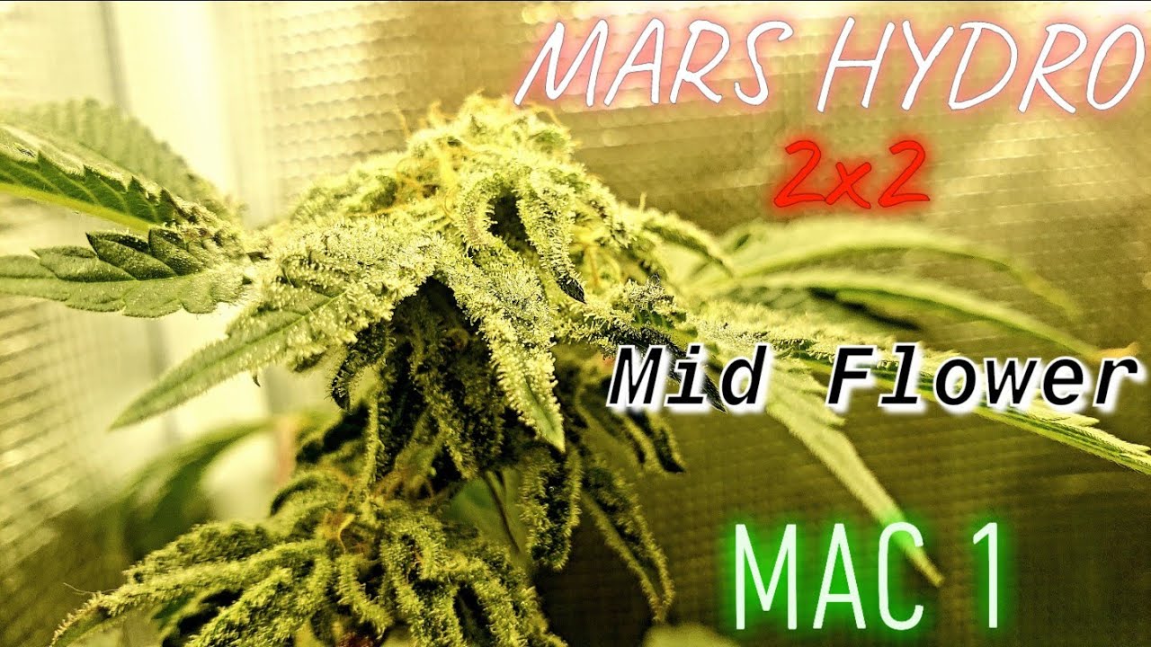2021 Indoor Organic No-Till Cannabis Garden 