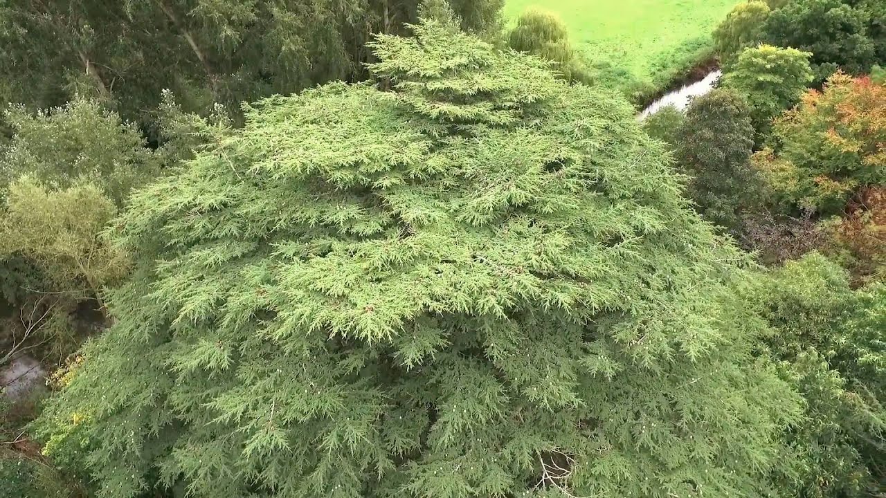 Cedar of Lebanon Climb