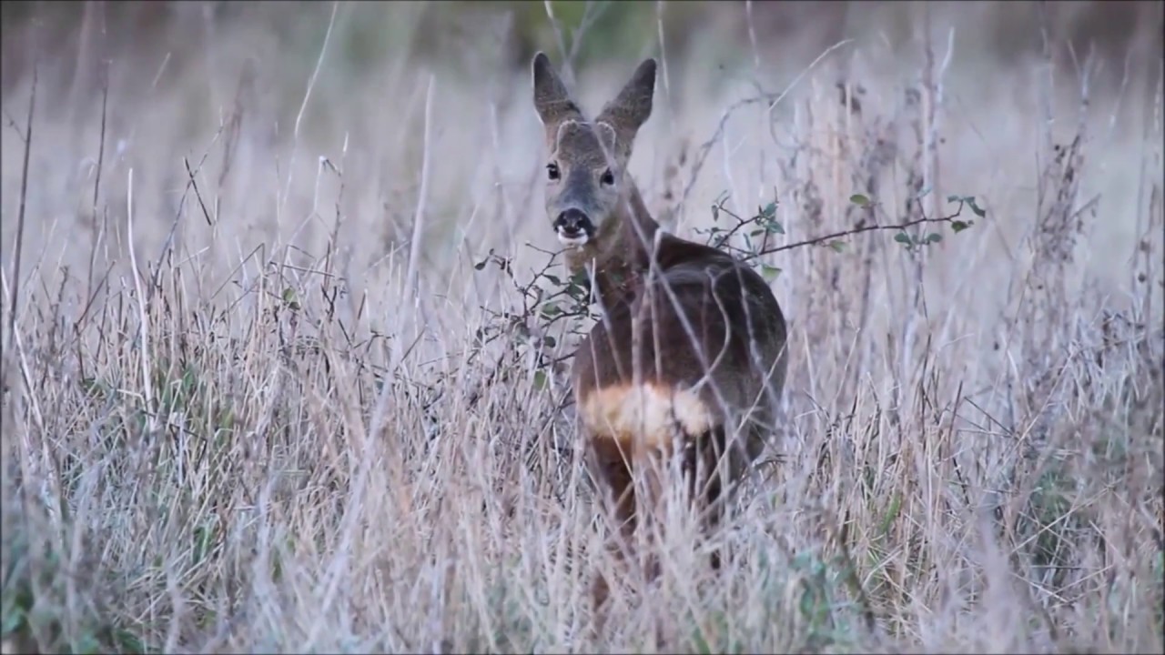 Rehwild Profil Erkl&auml;rung