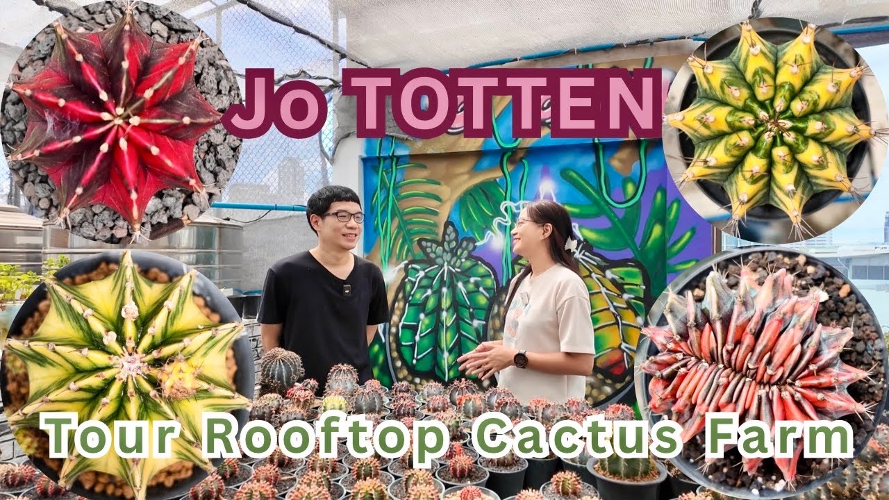 Tour Cactus Farm : 🌵 Jo Totten ✨ Rooftop cactus farm | Beautiful Gymno. variegated