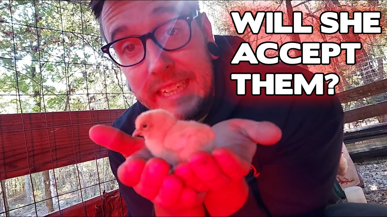 Putting Day Old Chicks Under A Broody Hen