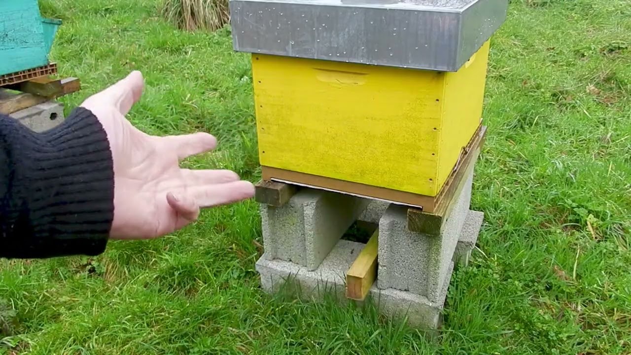 Comptage Varroa fin  janvier sans ouvrir les ruches Pluie en Bretagne