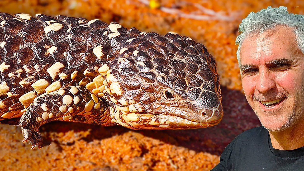 SHINGLEBACK Lizard Captive Care Tips!