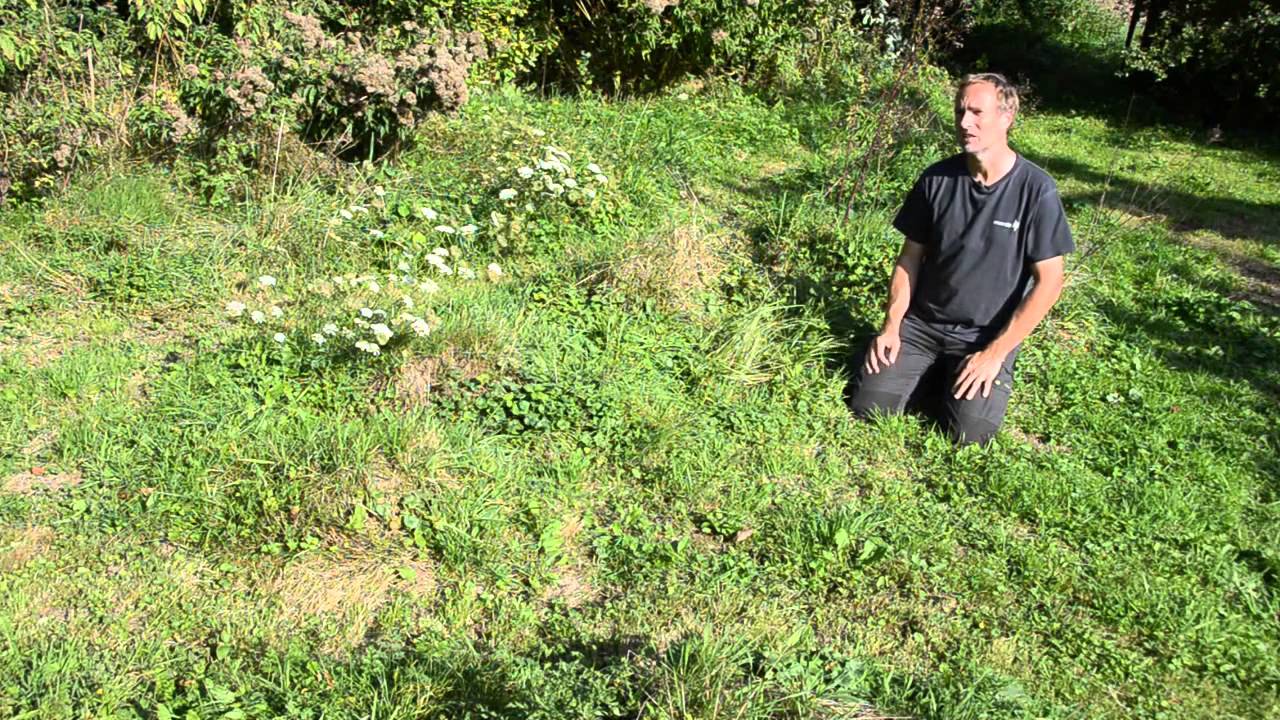 Graslandbeheer voor sprinkhanen en krekels | Ecopedia