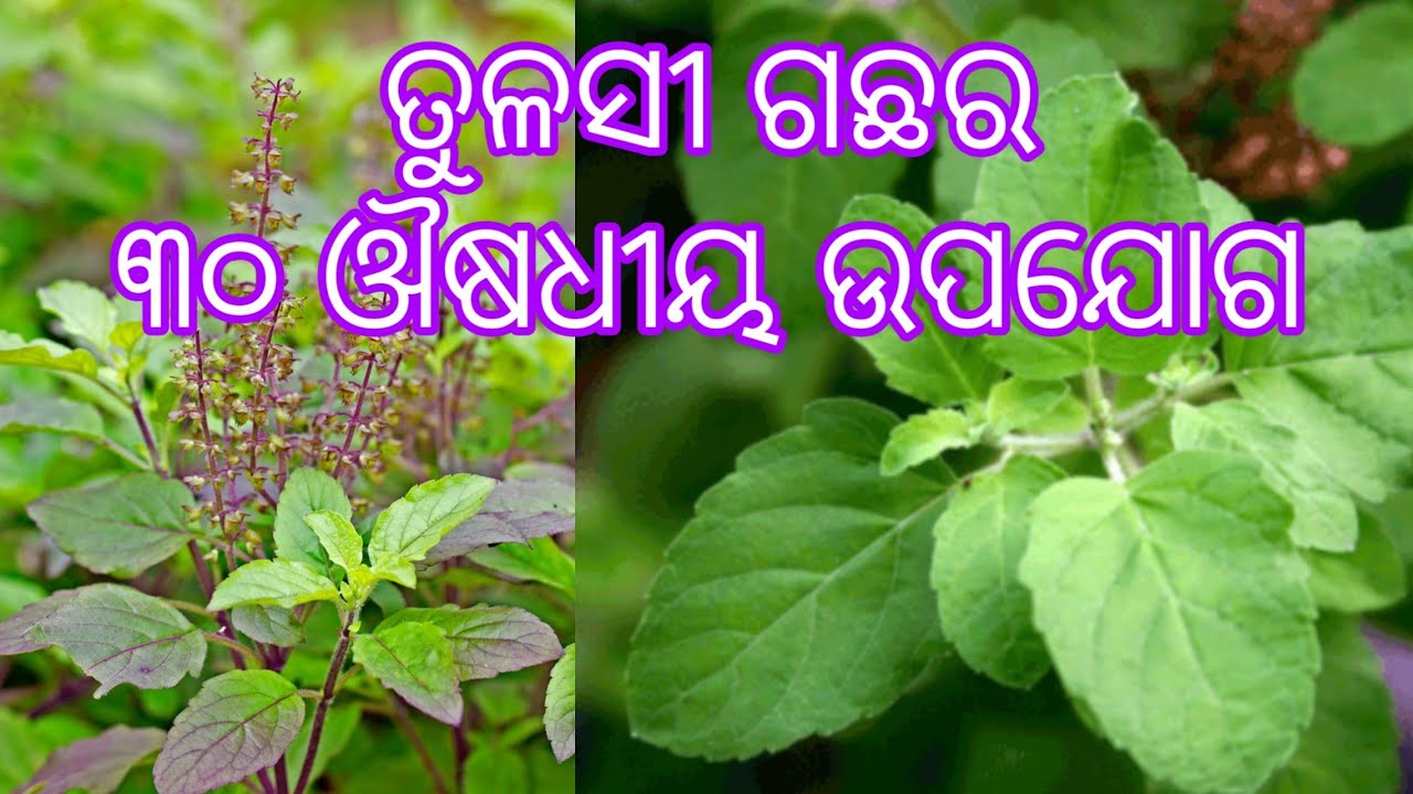 ତୁଳସୀ ଗଛର ଔଷଧୀୟ ଉପଯୋଗ। Benefits of Tulsi plants in odia.