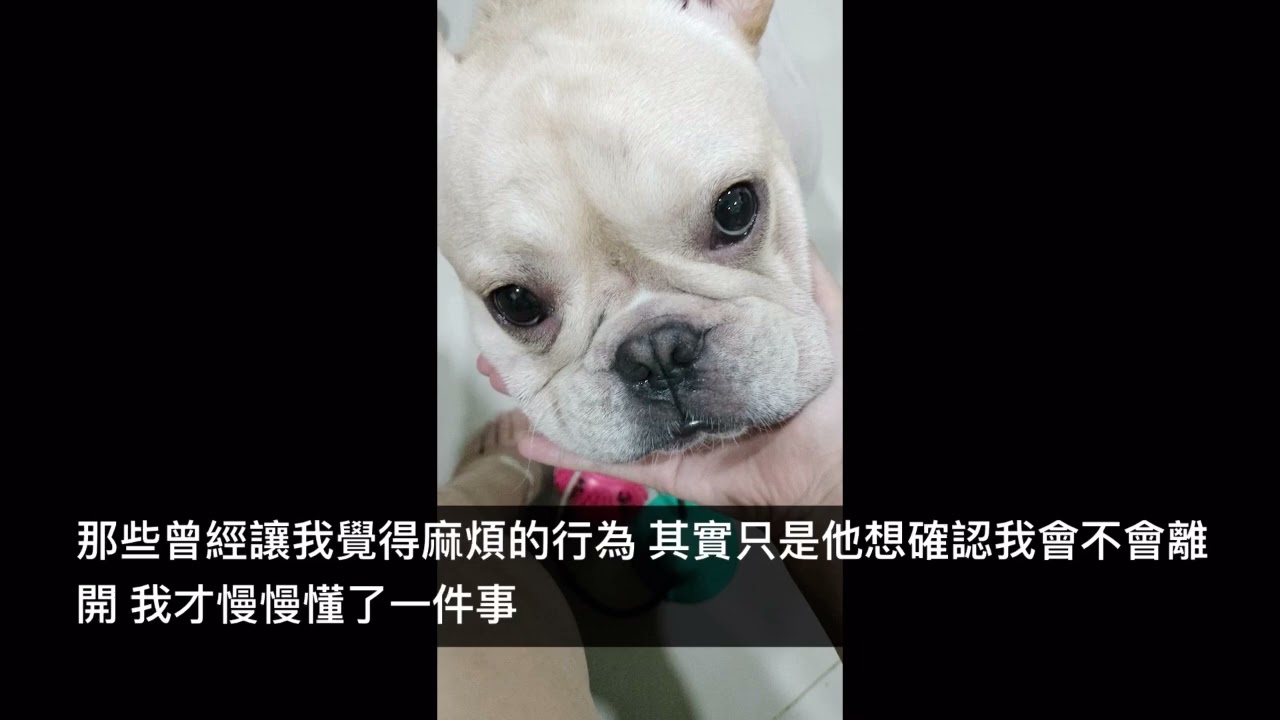 阿垂垂的成長  法國鬥牛犬🐶