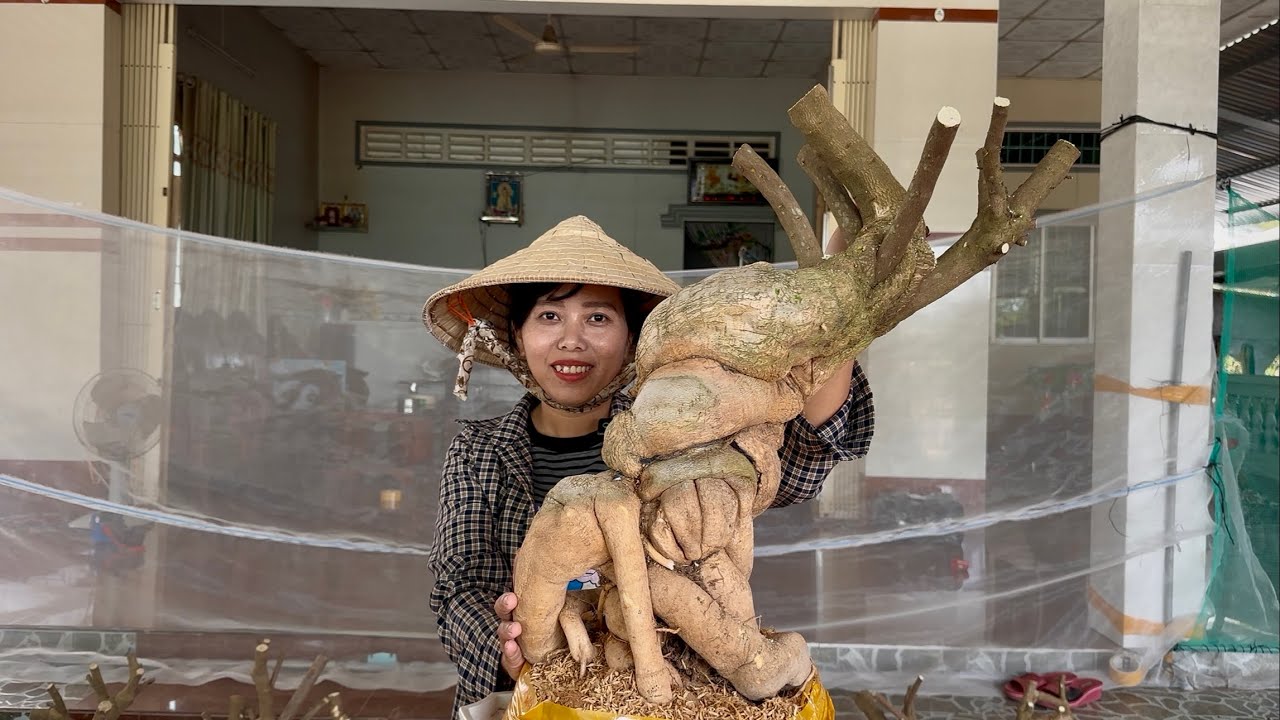 Phôi hoa giấy mỹ nhiều kiểu dáng, cây to củ sạch đặc giao lưu bao ship ☎0939.421.599 Hương Đoàn