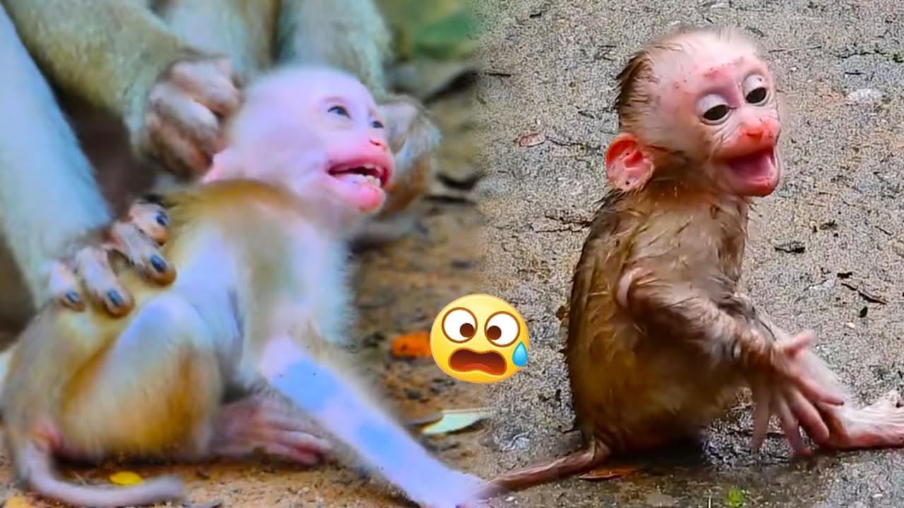 This is the poorest monkey in the monkey world. Mother monkey has never treated him kindly